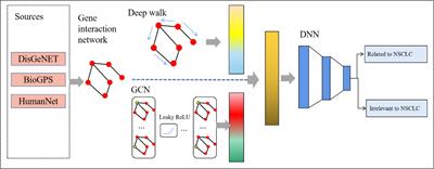 Predicting non-small cell lung cancer-related genes by a new network-based machine learning method